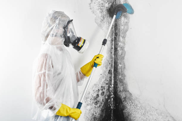 Forensic Mold Investigation in Chevy Chase, MD