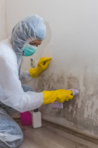 Mold Remediation for Vacation Homes in Chevy Chase, MD